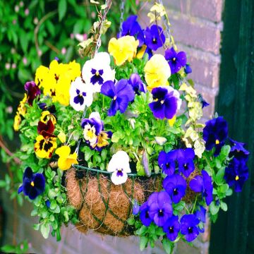 Basket Viola grootbloemig