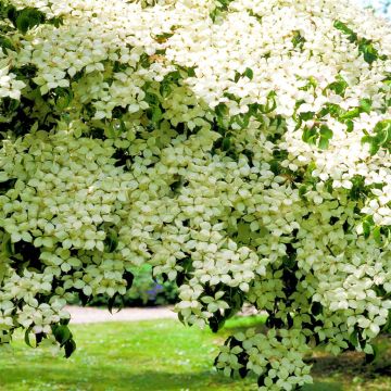 Cornus kousa (Kornoelje)