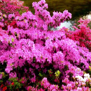 Azalea japonica Pink