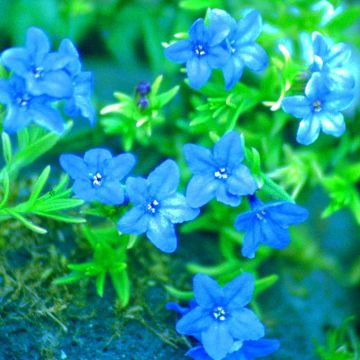 Lithodora diffusa havenly Blue 13 cm pot