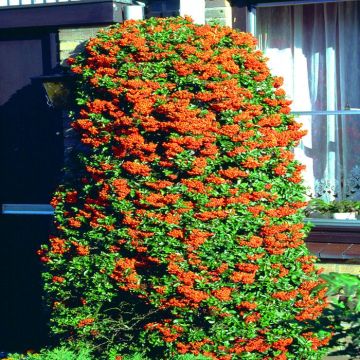 Pyracantha Orange Glow 14cm