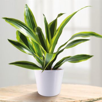 Dracaena-Surprise