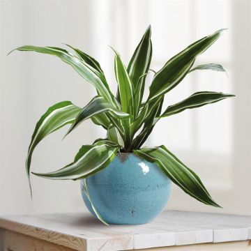Dracaena-White-Stripe