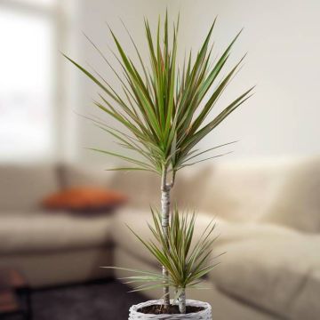 dracaena-hoog-v1
