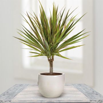Dracaena Bicolour 11 cm