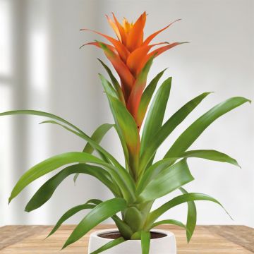 Guzmania Orange