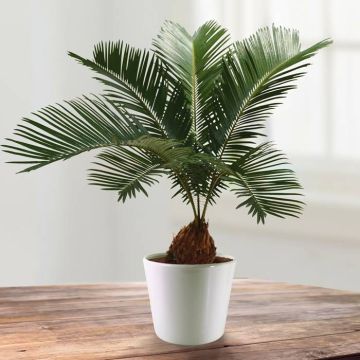 Cycca revoluta decorum v2