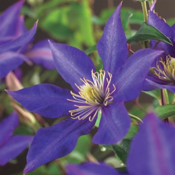 Clematis patens Daniel Deronda