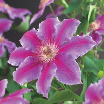 Clematis patens Dr. Ruppel