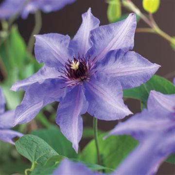 Clematis Justa