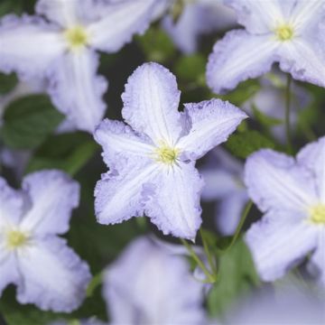 Clematis Blue Angel
