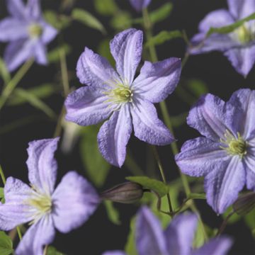 Clematis Prince Charles