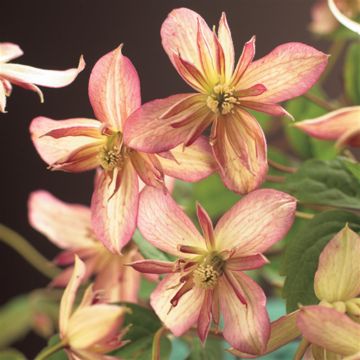 Clematis montana Majorie