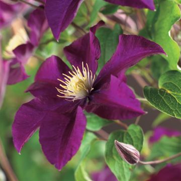 Clematis patens Warzawska Nike