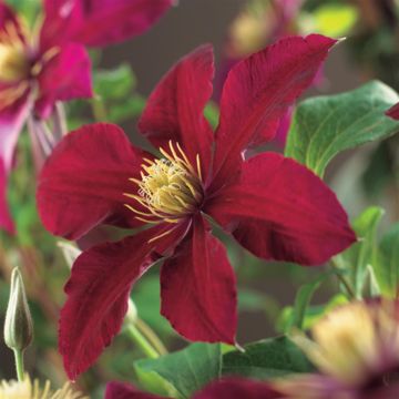 Clematis Niobe