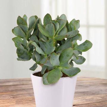 Crassula aborescens