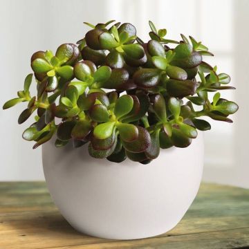 Crassula ovata Minor
