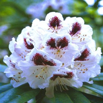 Rhododendron Sappho