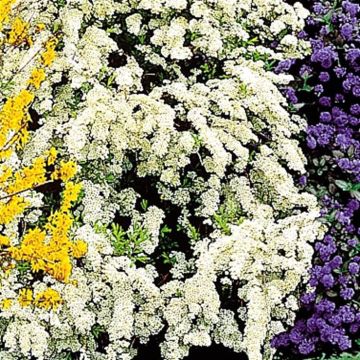 Spiraea arguta (Spierstruik)