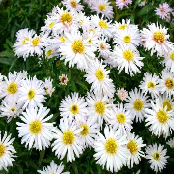 Aster dumosus Apollo (Witte Herfstaster) x 3