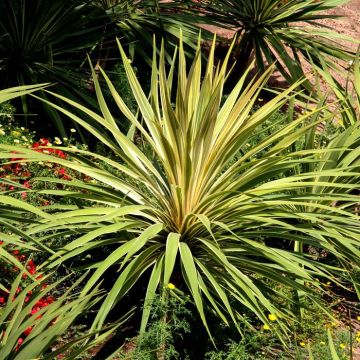 Yucca filamentosa Bright Edge