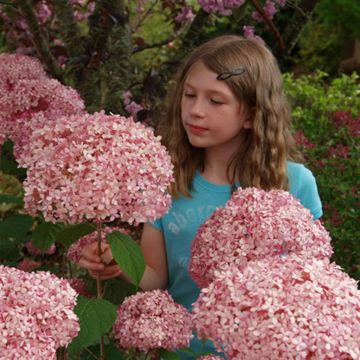 Hortensia Invincibelle Spirit
