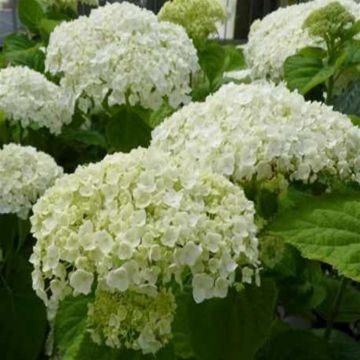 Hortensia arborescens Annabelle Strong