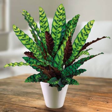 Calathea Lancifolia