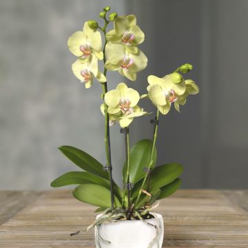 Phalaenopsis Yellow