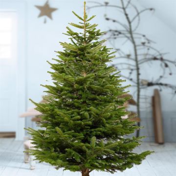 Nordmann Kerstboom 160/180cm gezaagd