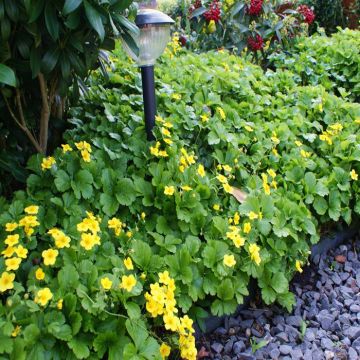Waldsteinia Ternata 9 cm pot