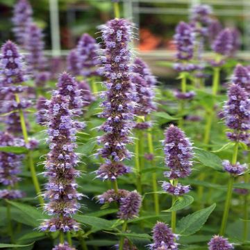 Agastache Blue Fortune Dropplant