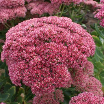 Sedum Herbstfreude/Autumn Joy