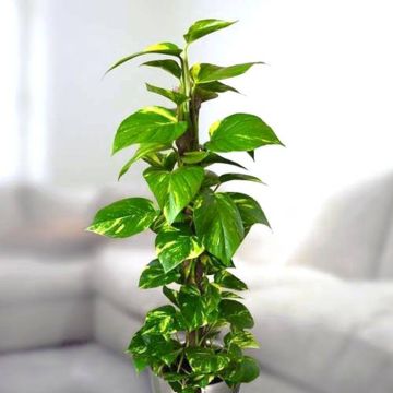 epipremnum pinnatum-v1