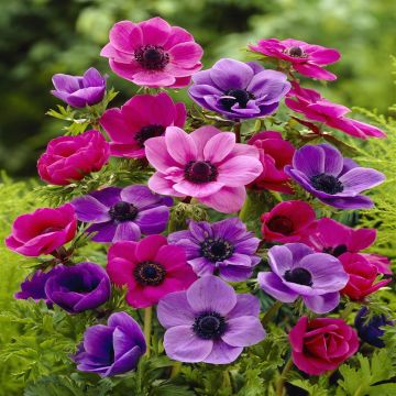 Anemone coronaria mix