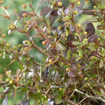 Berberis media Red Jewel (Zuurbes)