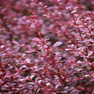 Berberis thunbergii Pink Queen (Zuurbes)