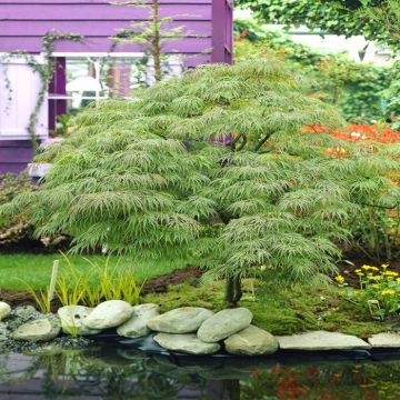 Acer palmatum Disectum (Esdoorn)