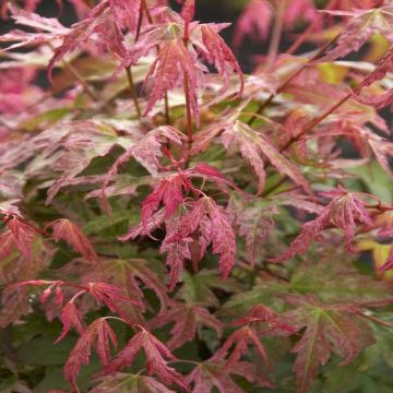 Acer palmatum Phoenix (Esdoorn)