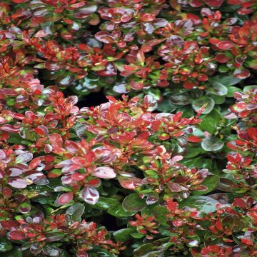 Berberis thunbergii Bagatelle (Zuurbes)