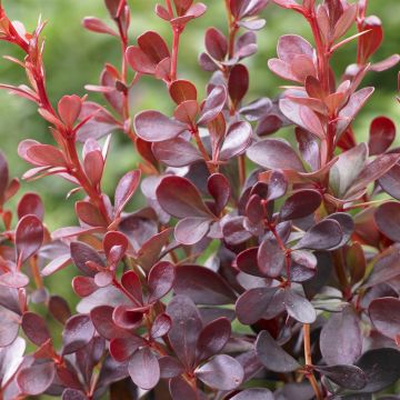 Berberis thunbergii Darts Red Lady
