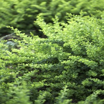 Berberis thunbergii Green Carpet Zuurbes