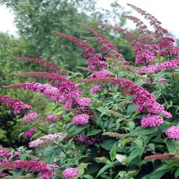 Buddleja davidii Pink delight