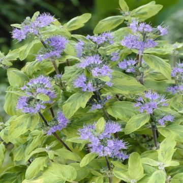 Caryopteris x clandonensis Summer Sorbet