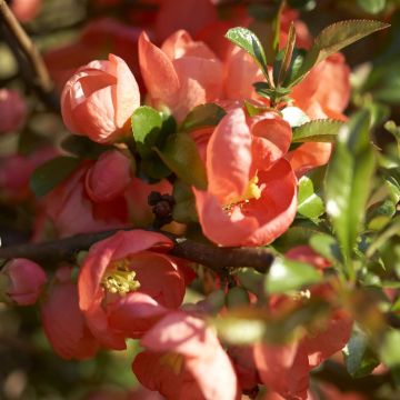 Chaenomeles superba Salmon Horizon