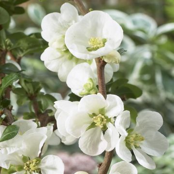 Chaenomeles superba Jet Trail