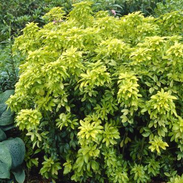 Choisya ternata Sundance