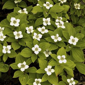 Cornus Canadensis (Kornoelje)