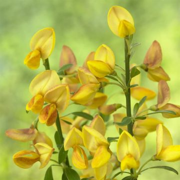 Cytisus Apricot Gem (Bezembrem)