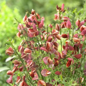 Cytisus Burkwoodii Rood (Bezembrem)